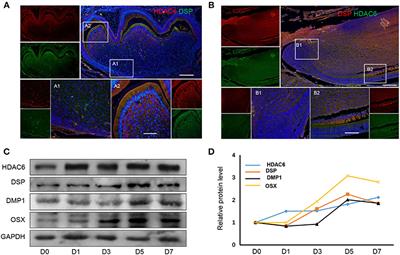 HDAC6 Regulates the Fusion of Autophagosome and Lysosome to Involve in Odontoblast Differentiation